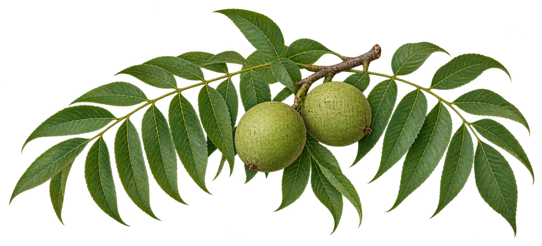 Black walnut botanical illustration