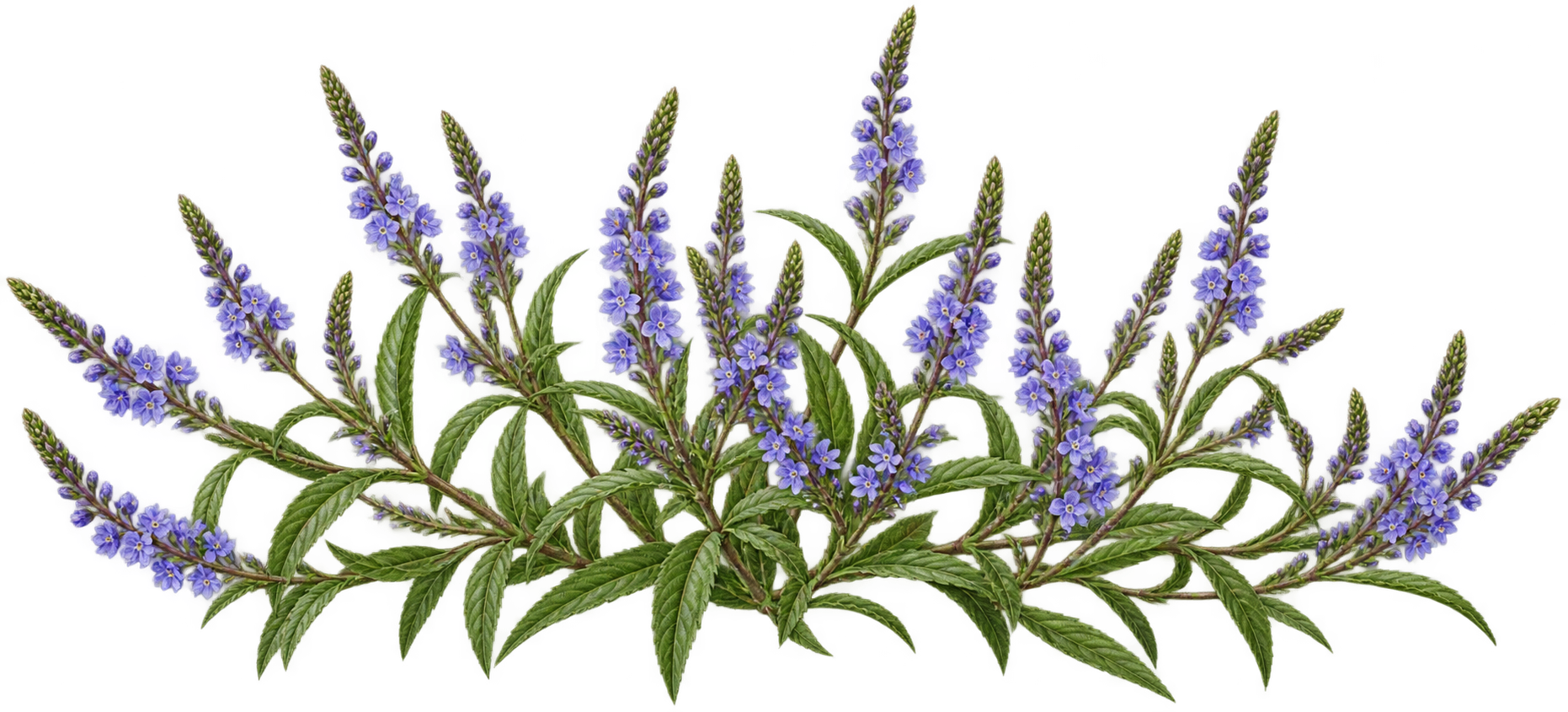 Blue vervain botanical illustration