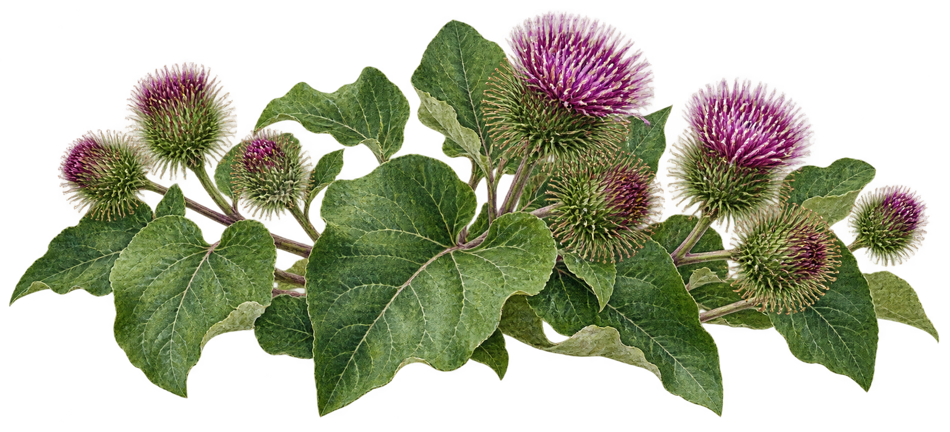 Burdock botanical illustration