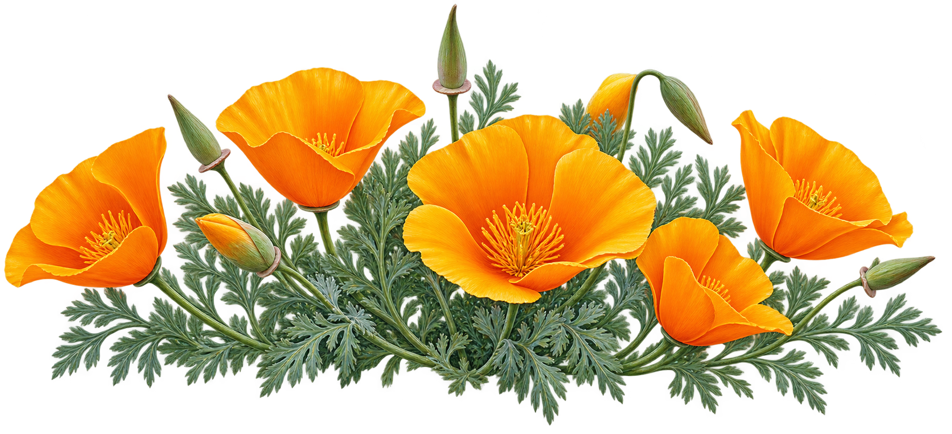 California poppy botanical illustration