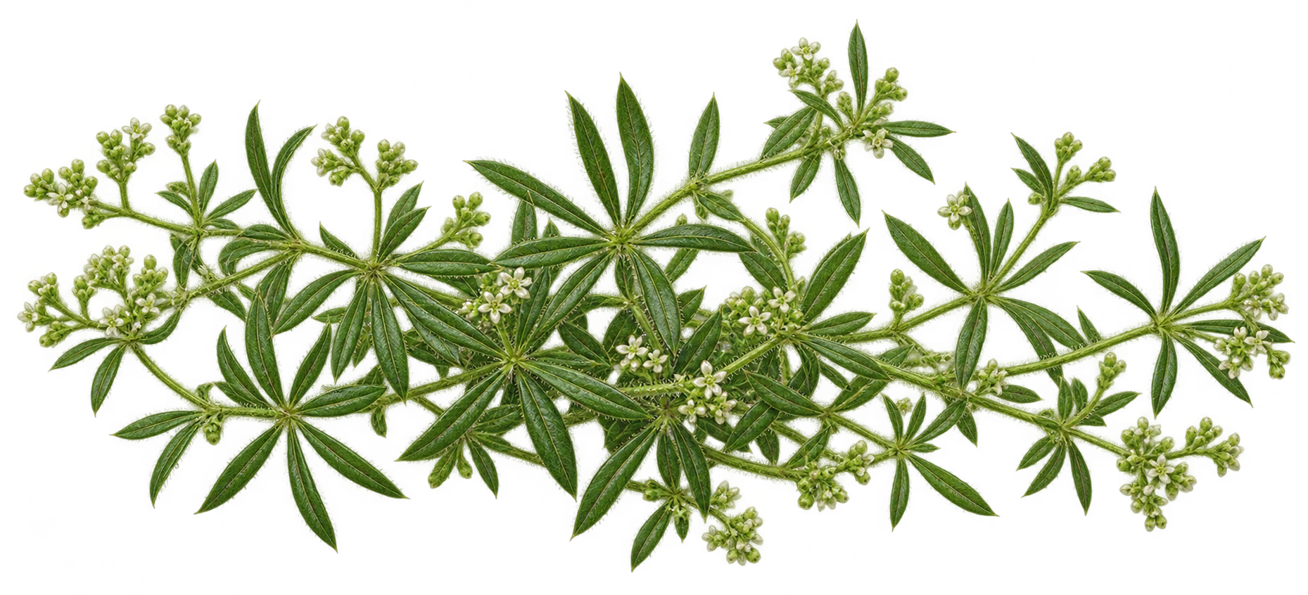 Cleavers botanical illustration