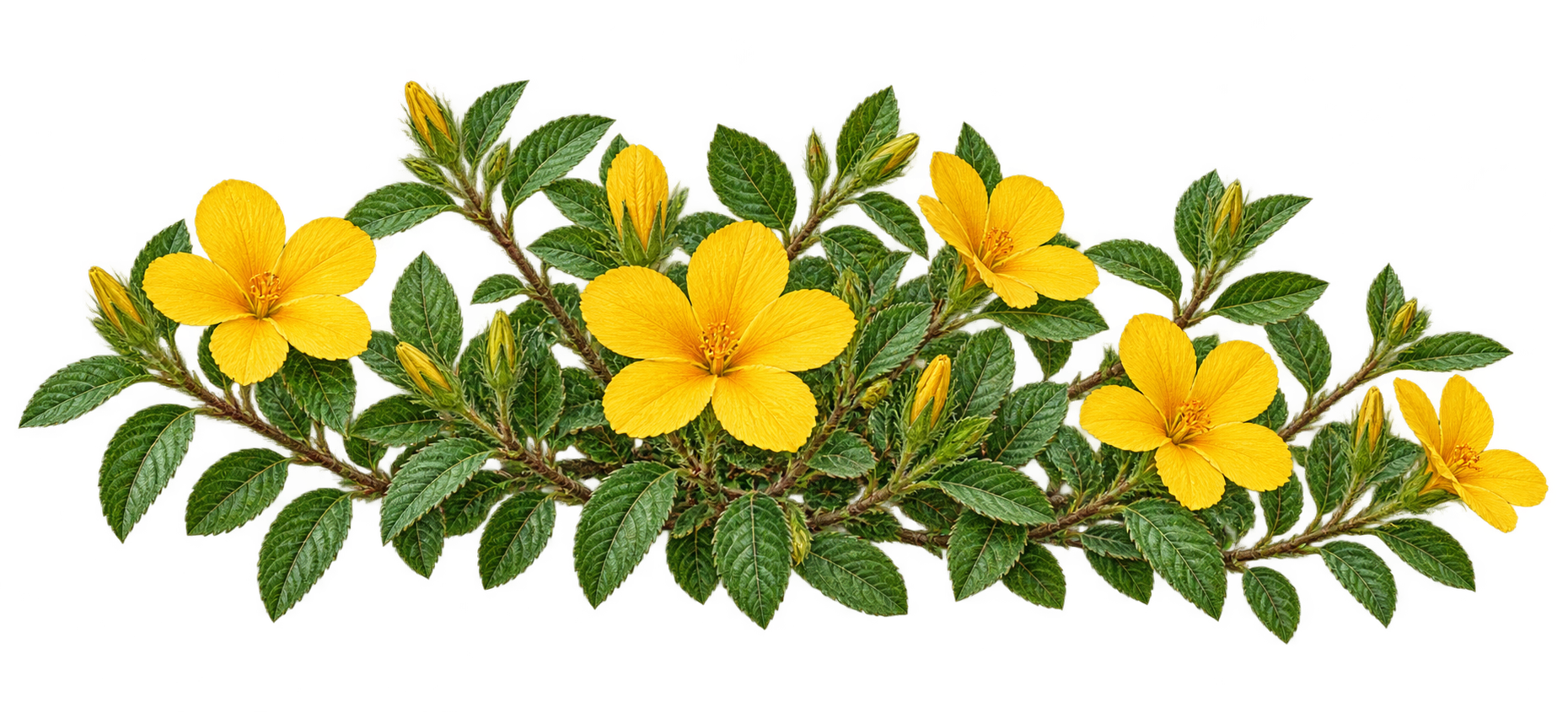 Damiana botanical illustration