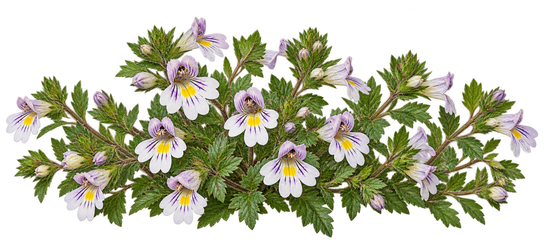 Eyebright botanical illustration