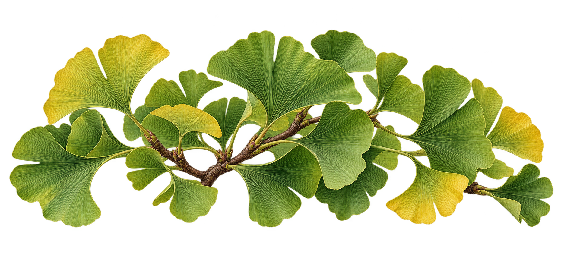 Ginkgo botanical illustration