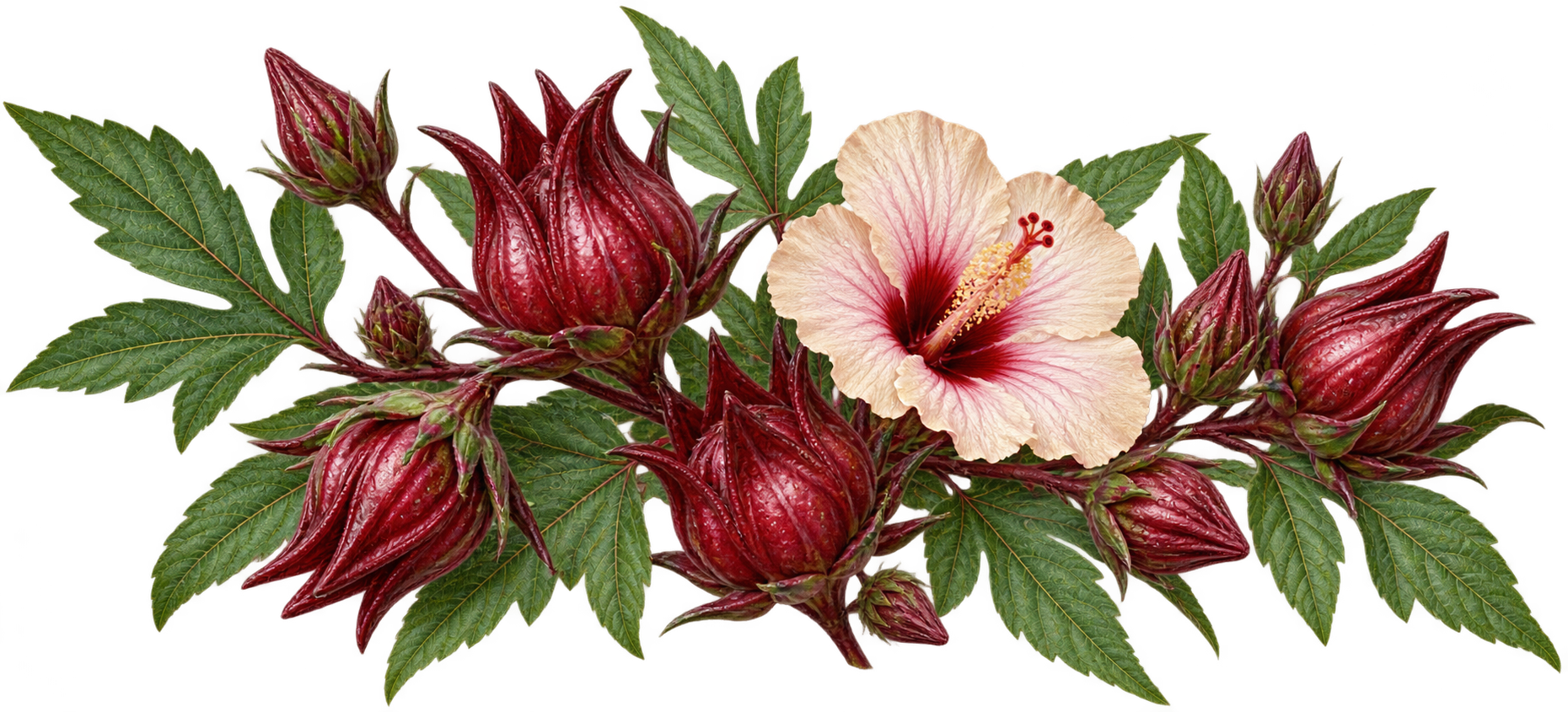 Roselle hibiscus botanical illustration