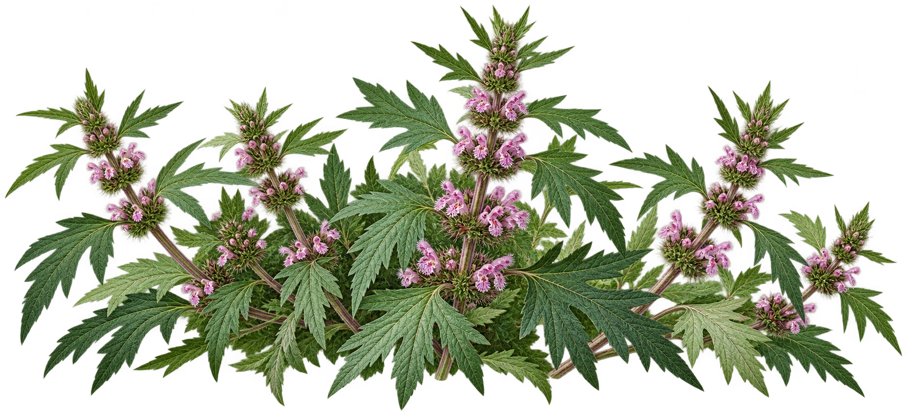 Motherwort botanical illustration