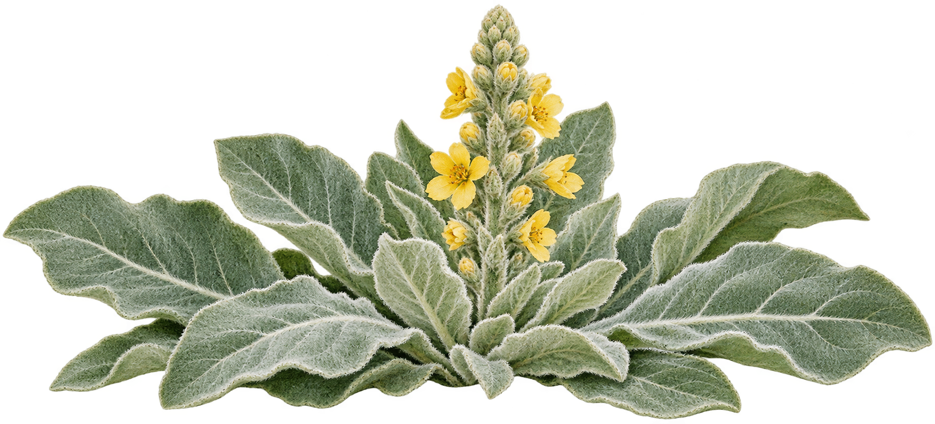 Mullein botanical illustration