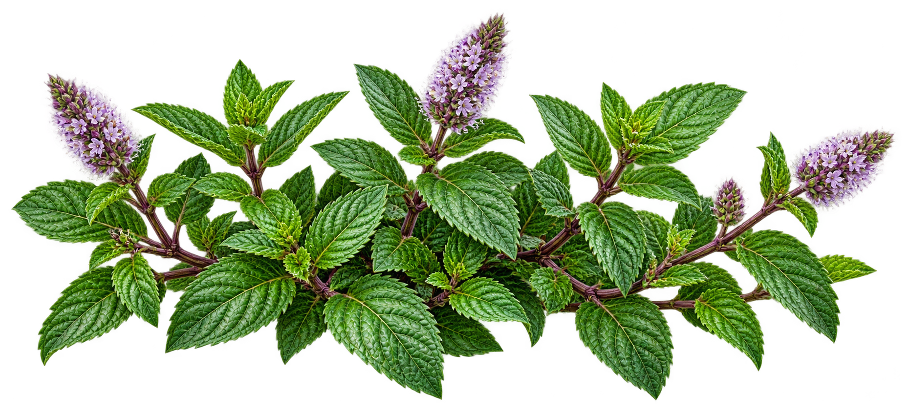 Peppermint botanical illustration