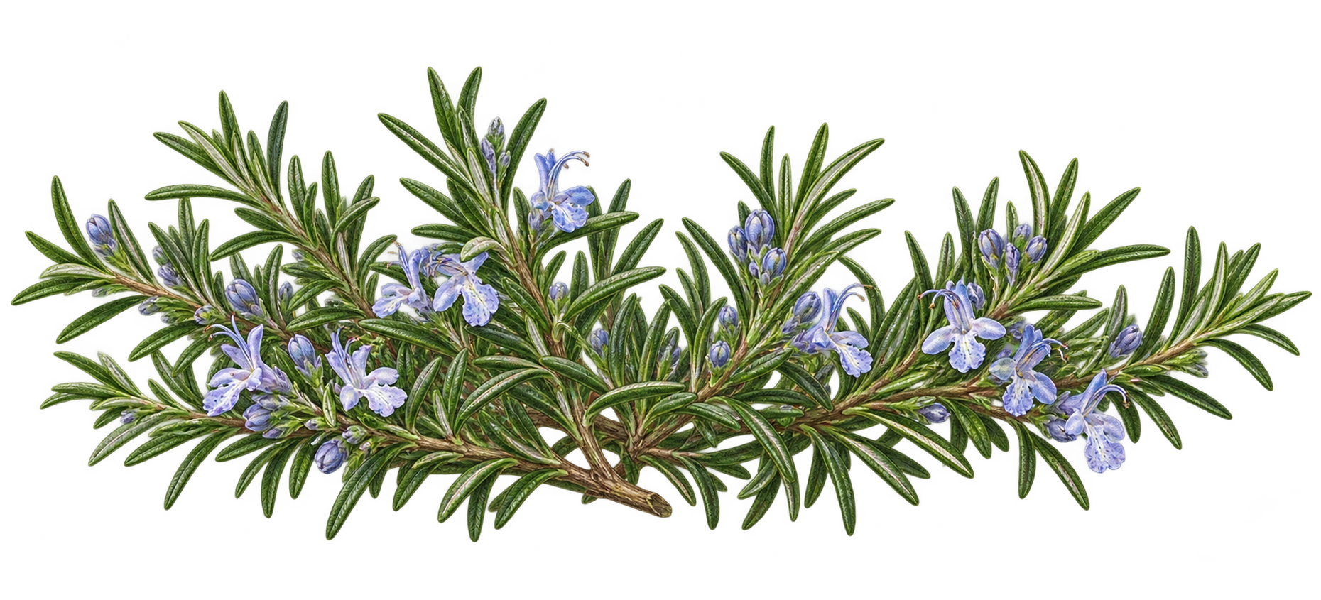 Rosemary botanical illustration
