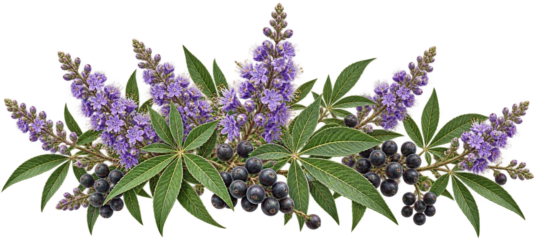 Vitex botanical illustration