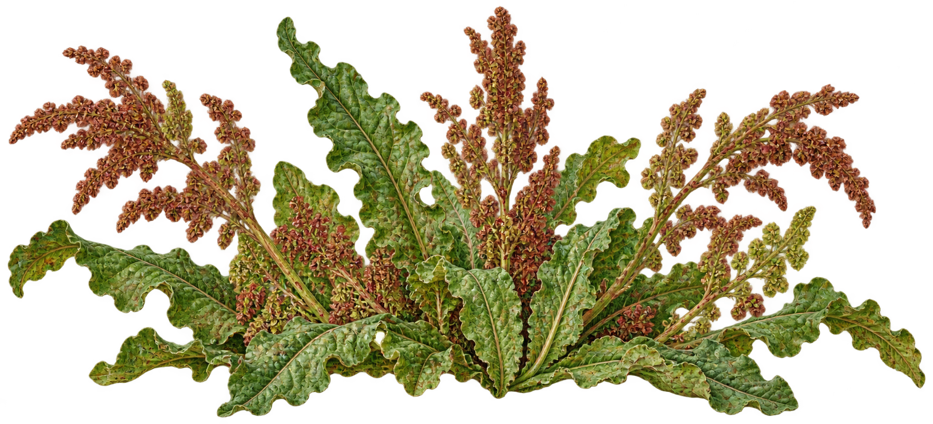 Yellow dock botanical illustration